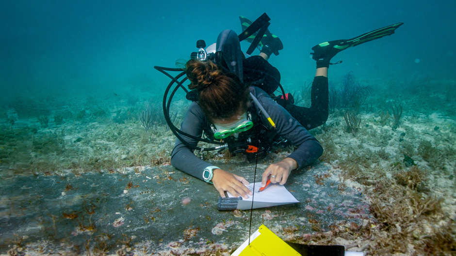 A Secret Unearthed in the Waters Off Key West