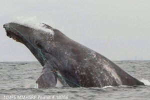 "Human-wildlife conflicts rising worldwide with climate change"