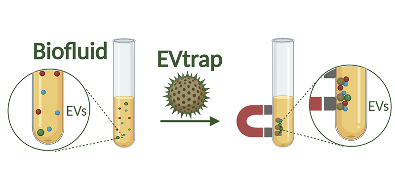 "New liquid biopsy method offers potential for noninvasive Parkinson’s disease testing; The EVtrap technology uses magnetic beads to rapidly isolate and identify large quantities of proteins from extracellular vesicles, which cells use in their molecular delivery systems. (Image provided by Tymora Analytical Operations)"