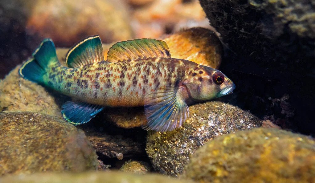 River erosion drives fish biodiversity in the Appalachians