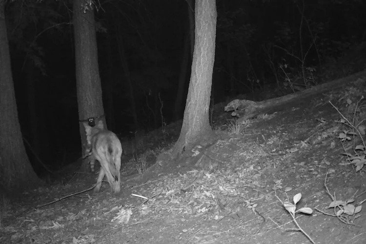 "Researchers Reveal the Hidden World of Toronto's Urban Predators – and Their Prey"