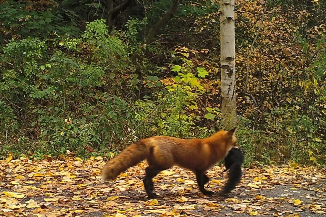 Researchers Reveal the Hidden World of Toronto's Urban Predators – and Their Prey