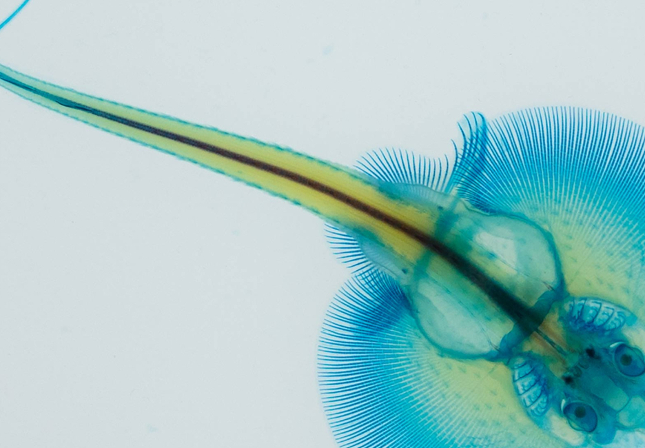 Scientists Sequence Genome of Little Skate, the Stingray’s Cousin