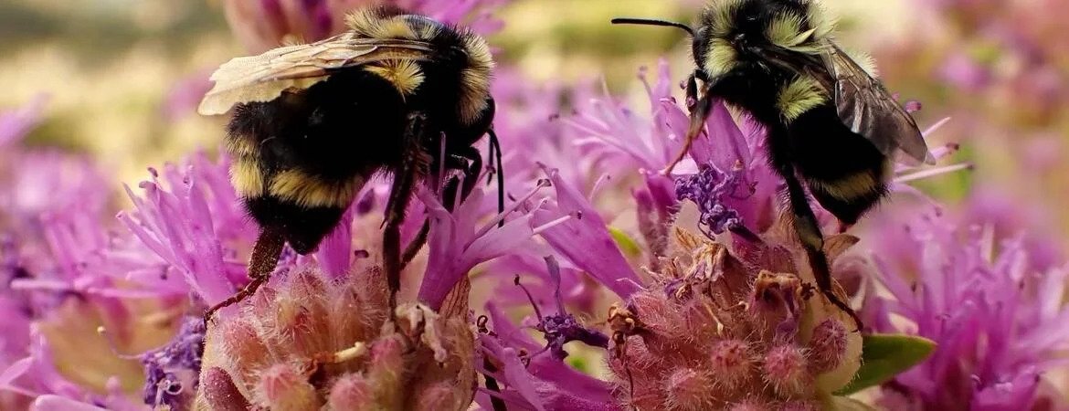 When It Comes to Bumblebees, Does Size Matter?