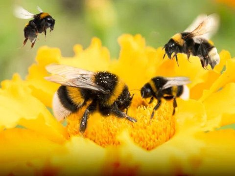 "bumbles on a flower When it comes to bumblebees, does size matter?"