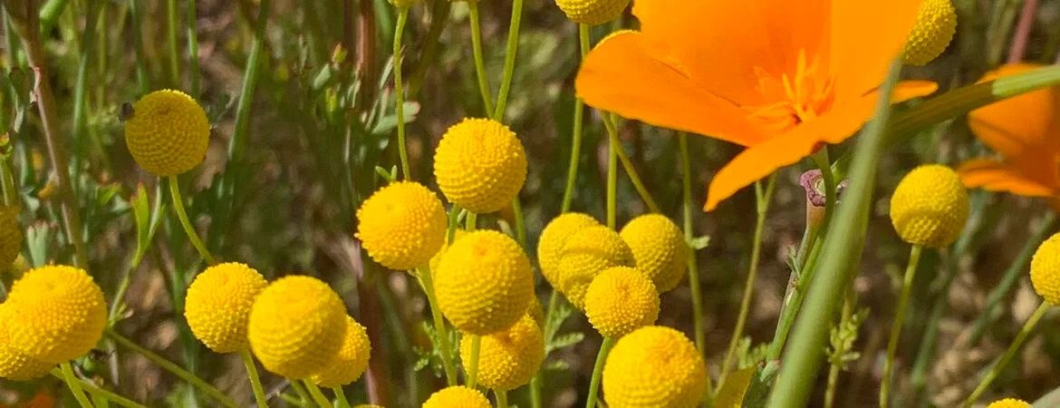 Prescribed Burns Encourage Foul-Smelling Invaders