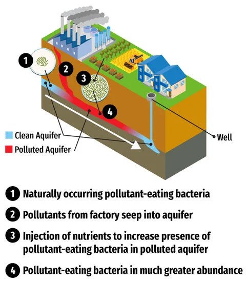 "Biological Cleanup Discovered for Certain “Forever Chemicals”"