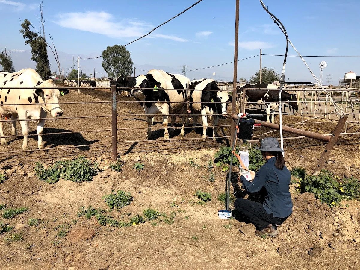 "Sheep and cattle-killing disease carriers never take a break"