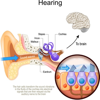 "Can hearing loss be reversed? Research reveals clues that could regrow the cells that help us hear; Hearing diagram"