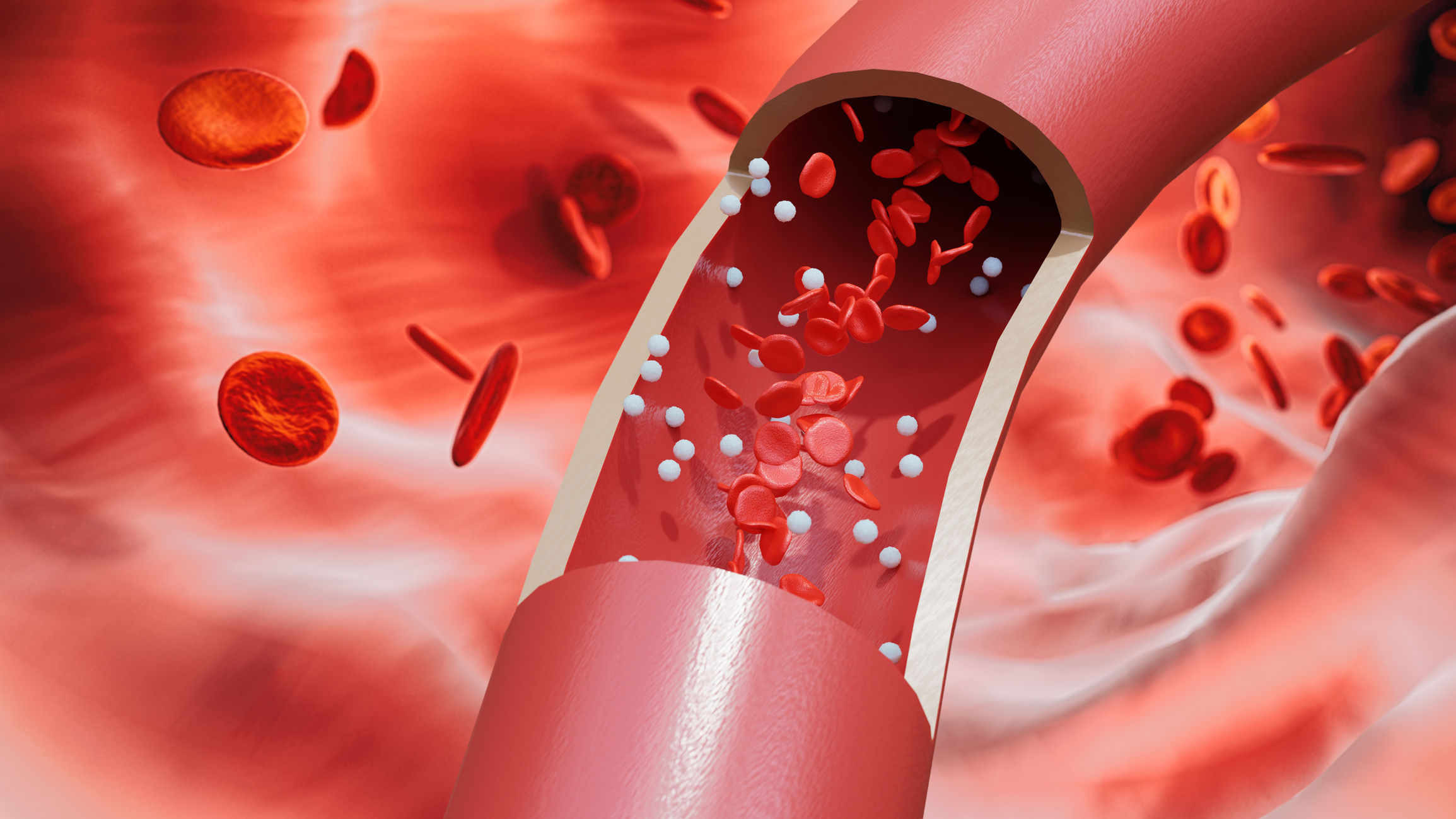 ; Red blood cells and white blood cells flow through the large blood vessels