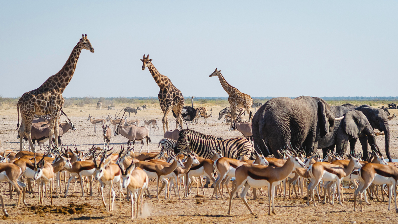 Prevalence of Transposable Elements May Provide Clues to Worldwide Mammal Biodiversity; Wildlife in Etosha National Park, Namibia, Africa stock photo
