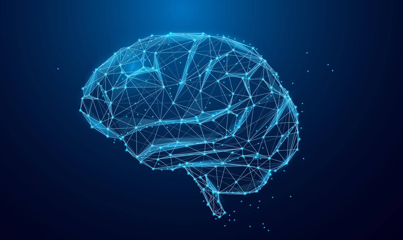 Research Team Identifies Enzyme Critical in Brain Formation; Digital rendition of Low poly brain