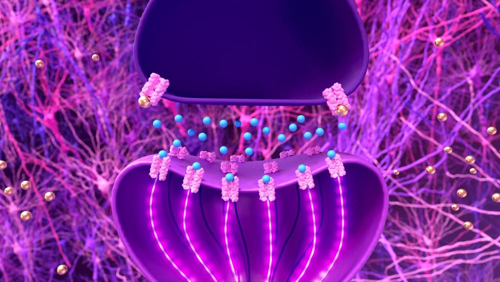 "Researchers Identify Breakthrough In Understanding Fentanyl Abuse; Digital illustration of Transmission of the nerve signal between two neurons"