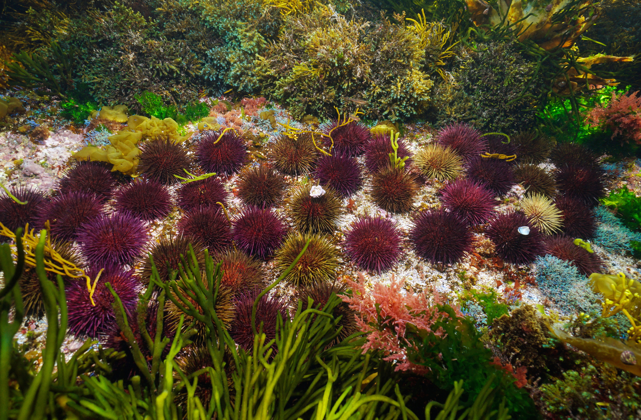 UF-led research gets help from NFL player and an Air Force veteran to restock sea urchins on coral reef; Photo of Sea urchins underwater surrounded by algae