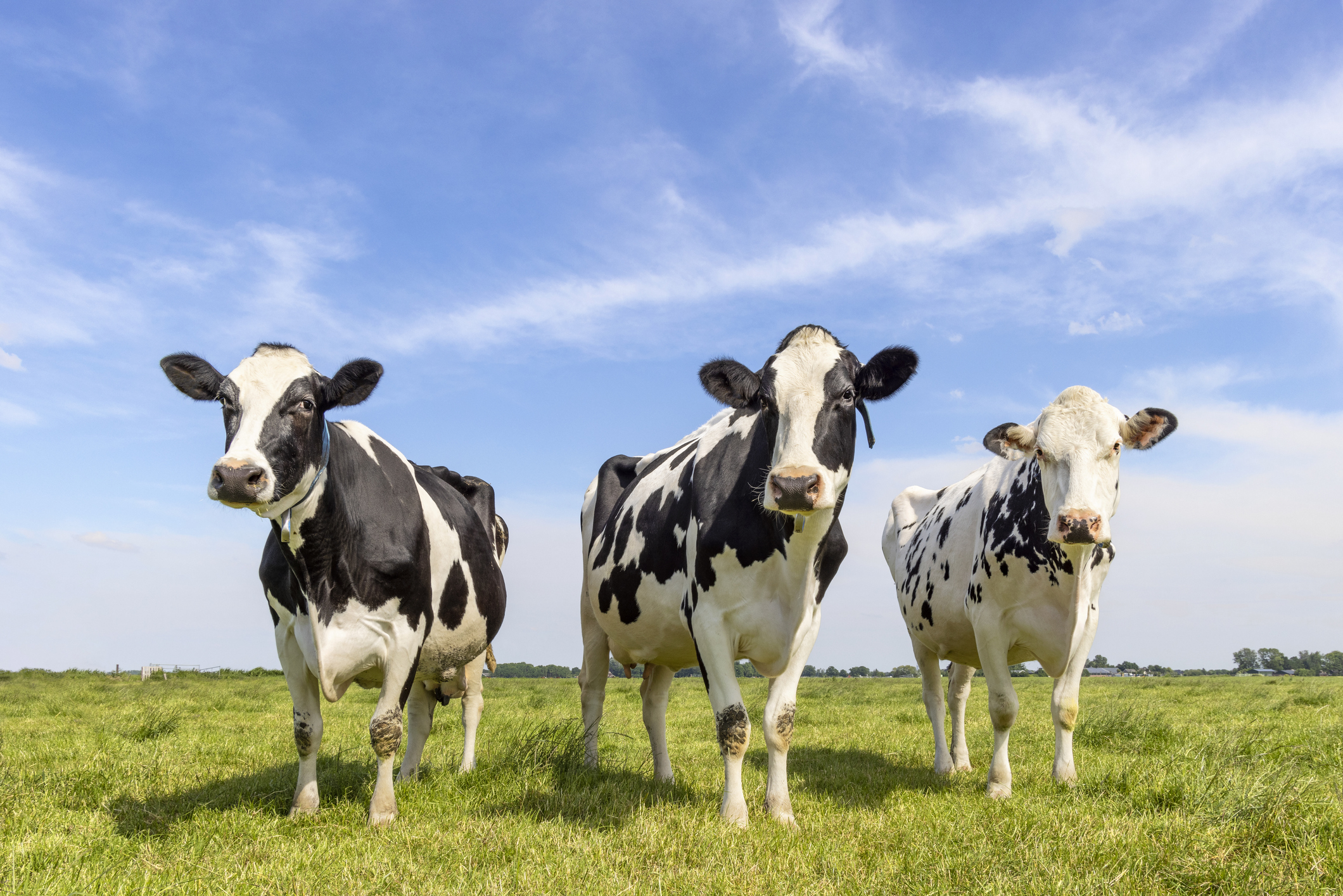 Sheep and Cattle-Killing Disease Carriers Never Take a Break