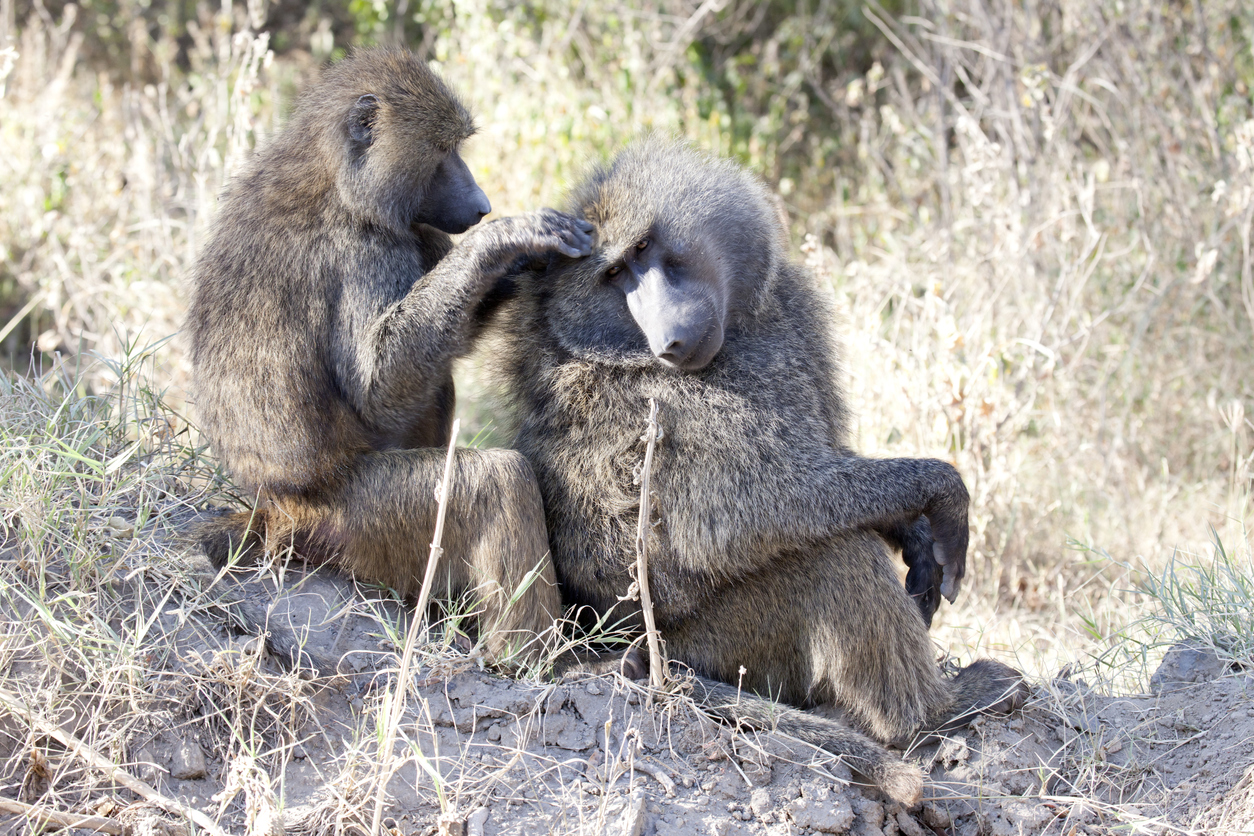 Study Reveals 'Work-Life Balance' for Baboons