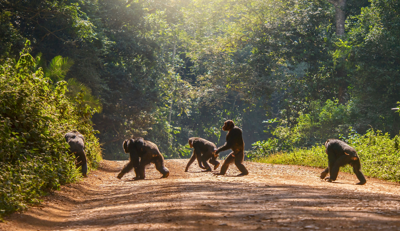 New Evidence Suggests Apes Became Upright Because of Leaf – Not Fruit – Picking