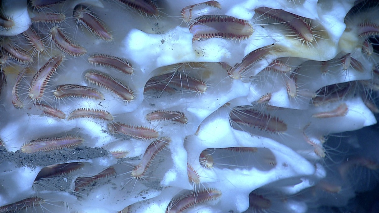 Study on methane in deep-sea sediments shows small releases happen more often than thought; Picture:  Study on methane in deep-sea sediments shows small releases happen more often than thought New research describes evidence that deep sea methane deposits change into gas more frequently than could be monitored previously and that a set of fossilized organisms has a unique ability to detect these releases.  Ice worms inhabiting methane hydrate. 