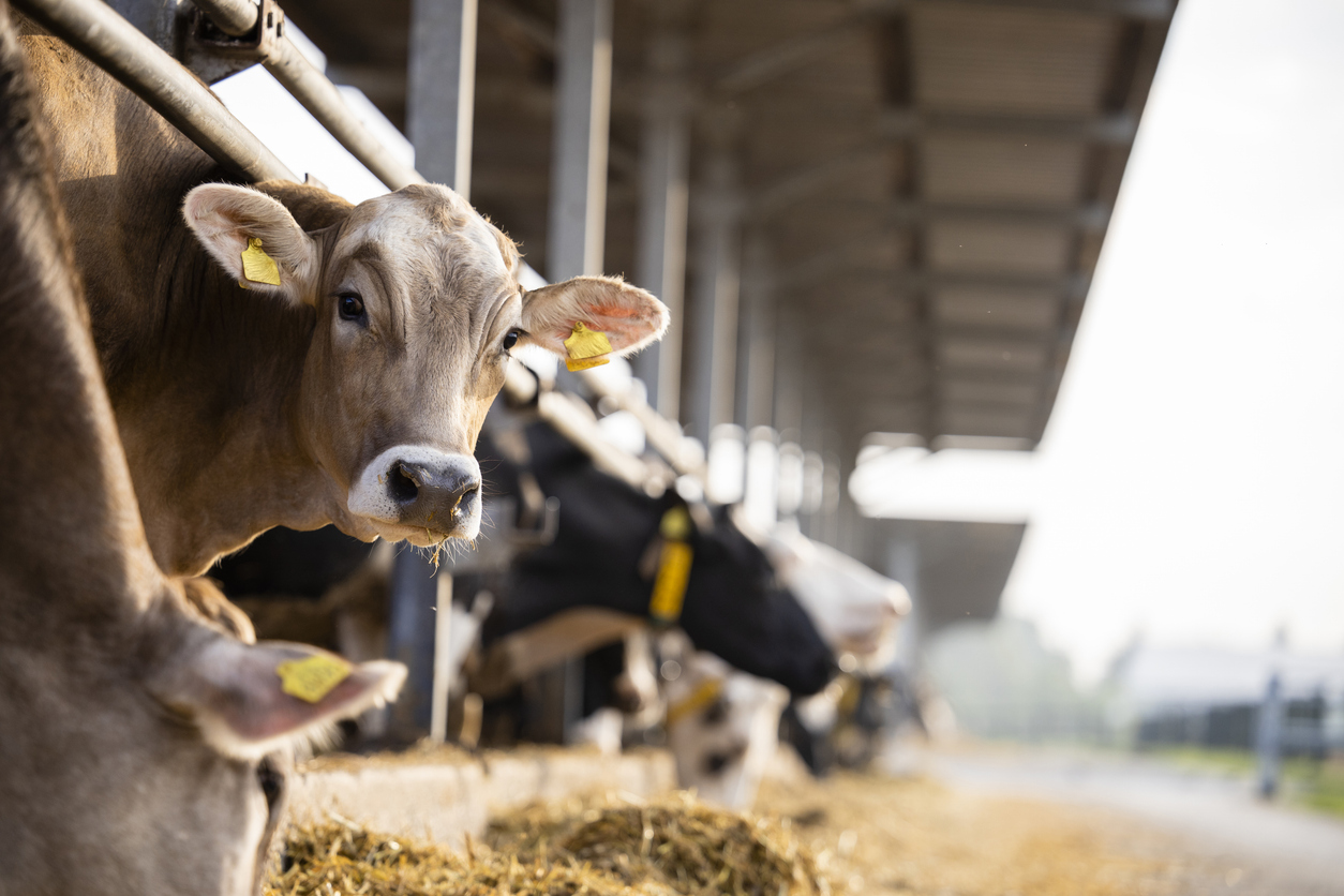 Cows