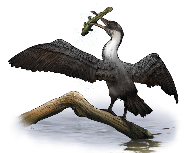 newly discovered bird species "Tingmiatornis arctica" painted by Michael Osadciw