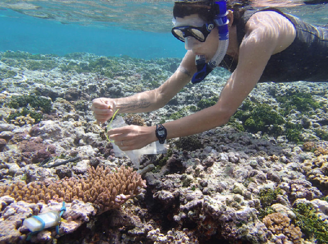 Corals