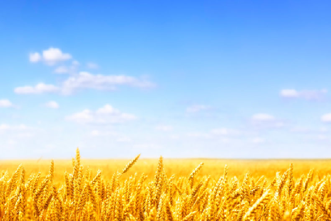 Grass