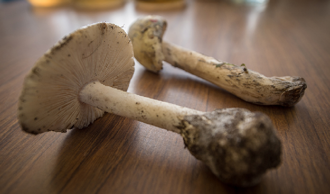 Mushrooms