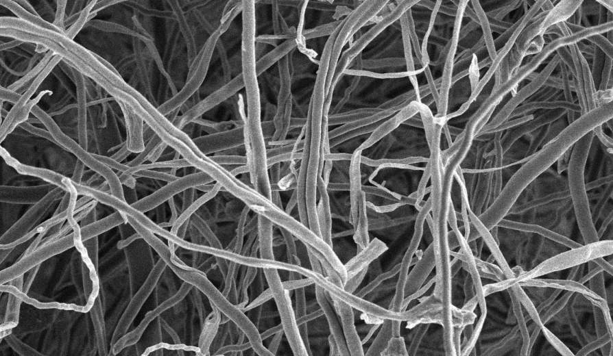 Mycelium fibers, potentially the key to remediating lead-contaminated soil