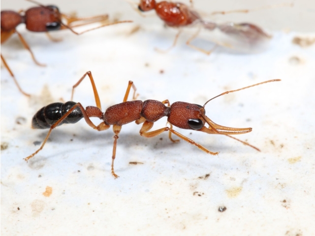 Harpegnathos saltator ants