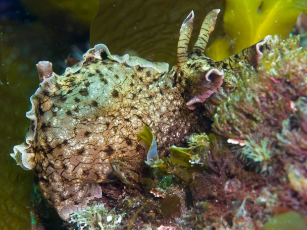 Aplysia californica, the California sea slug