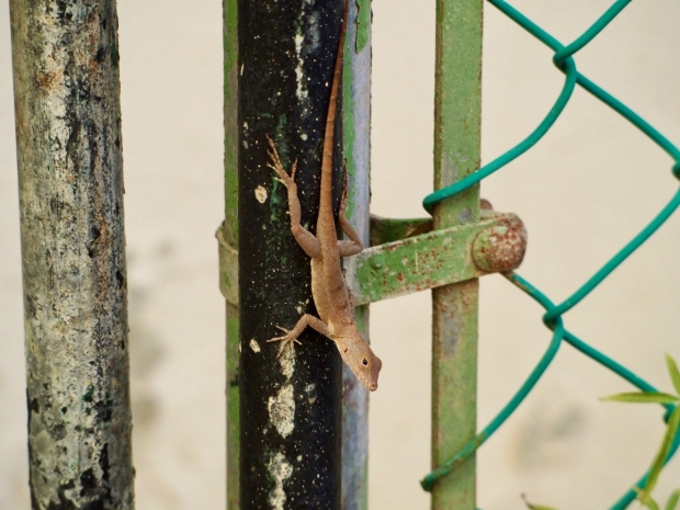 An Anolis cristatellus lizard in Puerto Rico.