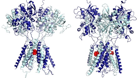 NMDA receptors