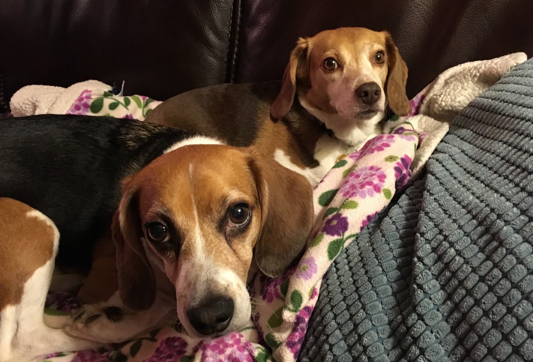 Pets