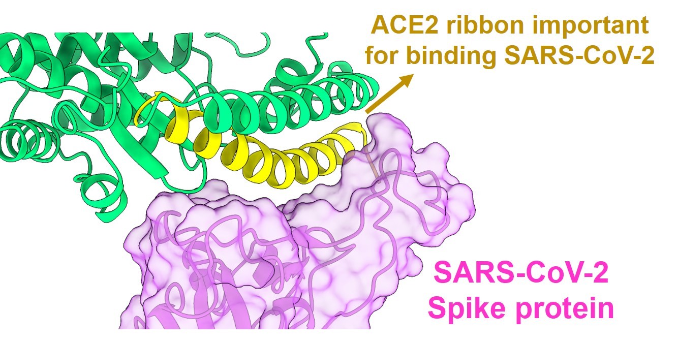Structural interaction of SARS-CoV-2 Spike protein and ACE2 receptor