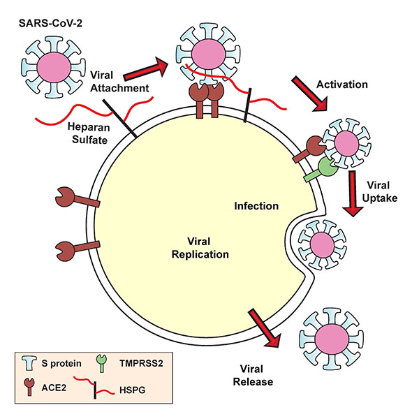 SARS-CoV-2’s spike protein