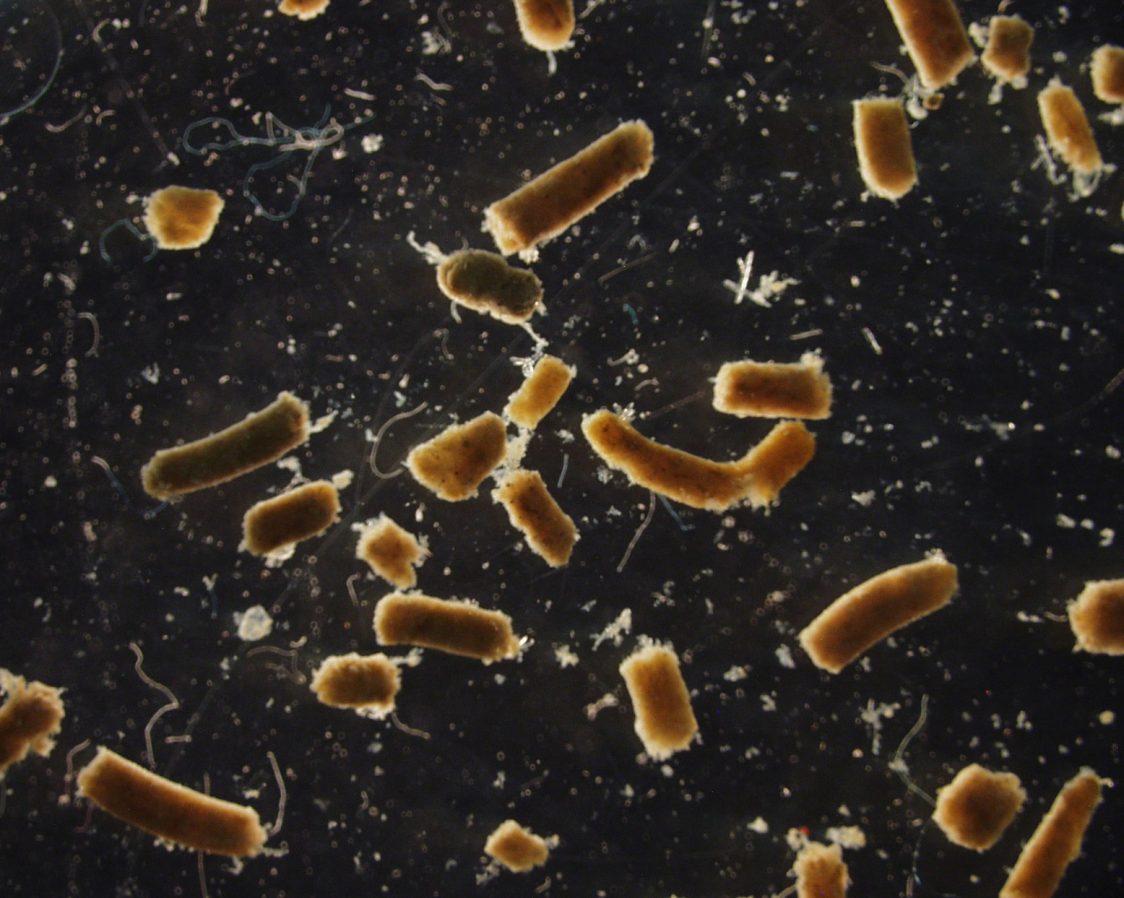 Fecal pellets