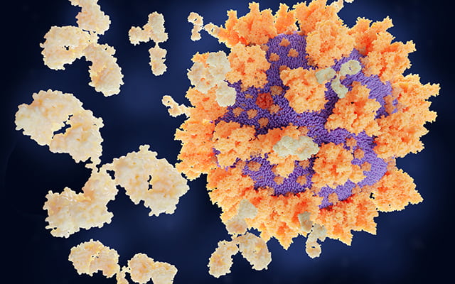 An artist’s rendering of a SARS-CoV-2 viral particle and binding antibodies.