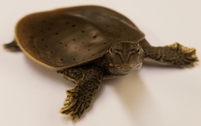 freshwater turtle