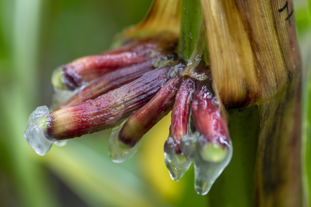 This photo, which shows a gel produced by a nitrogen-fixing corn’s aerial roots, is from a 2019 experiment at the West Madison Agricultural Research Station.