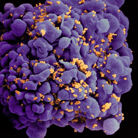T cell