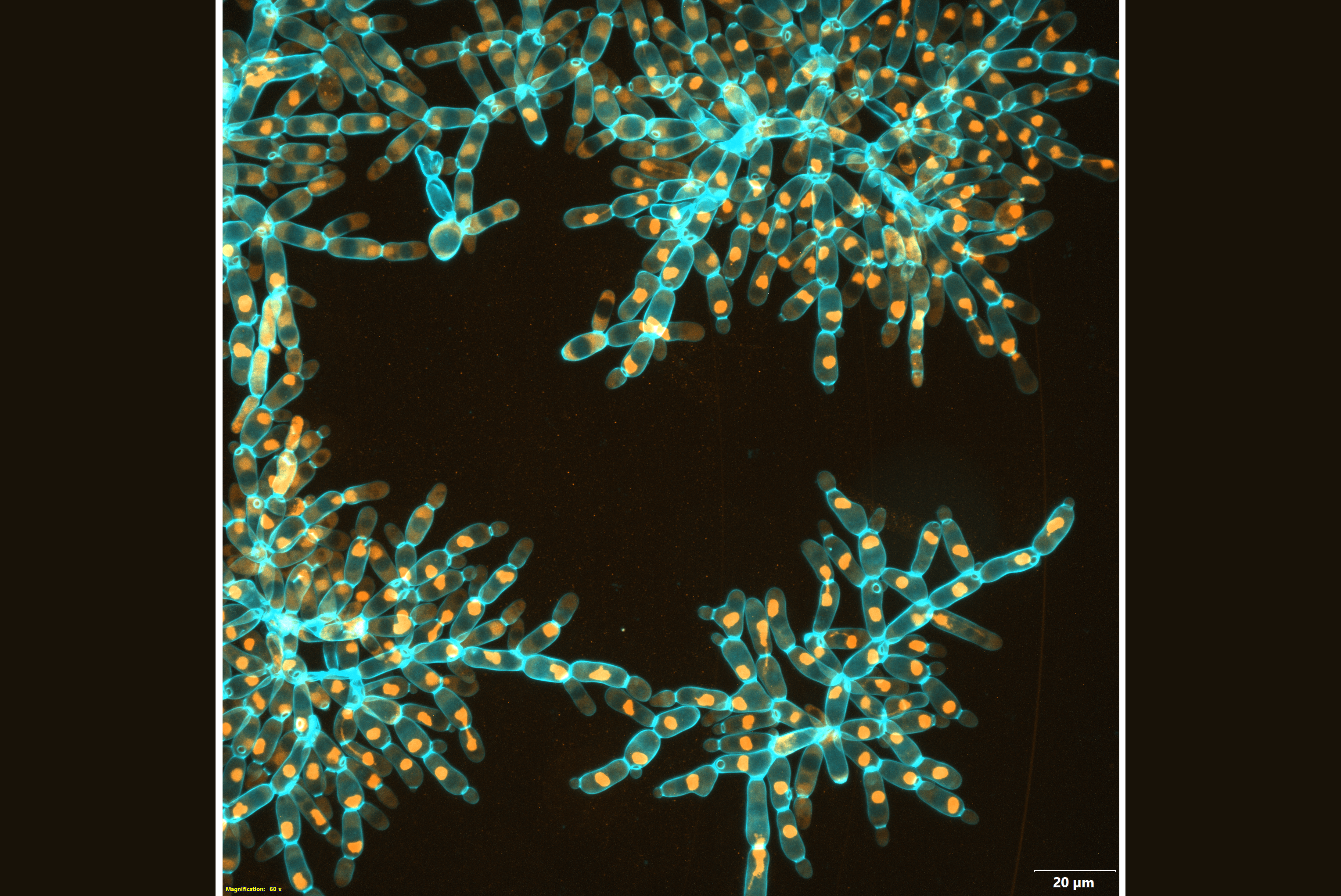 Macroscopic snowflake yeast