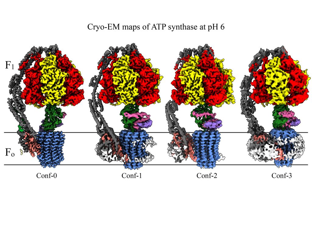 Cryo-electron microscopy maps of ATP synthase at low pH, in four distinction conformations