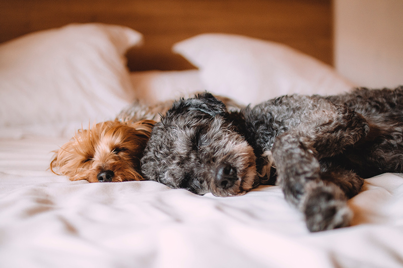 Pets on a bed