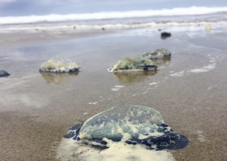 By-the-wind jellies washed ashore.