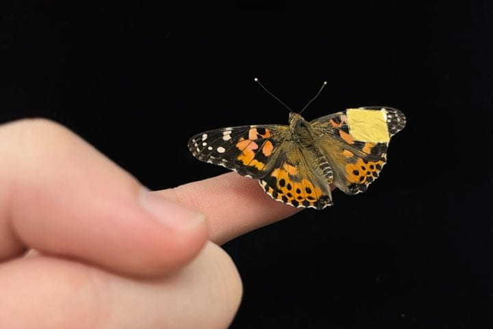 Butterfly with a bioelectronic sensor implant on its right wing