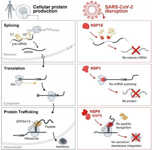 "A graphic of healthy cellular protein production, compared to how SARS-CoV-2 disrupts these processes."