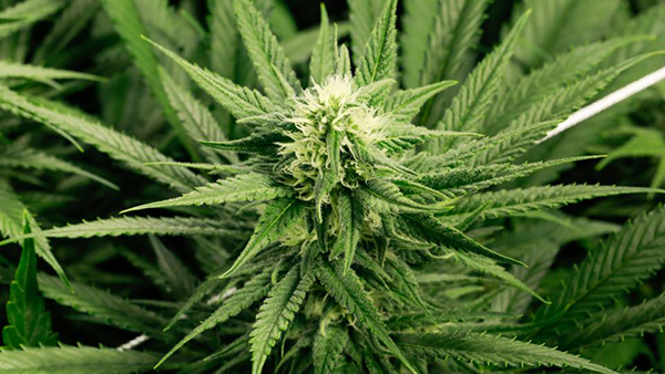Cannabis Plant