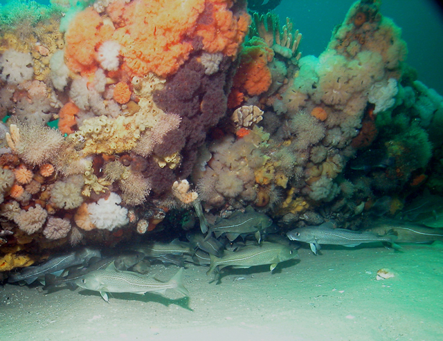 Atlantic cod under a shipwreck