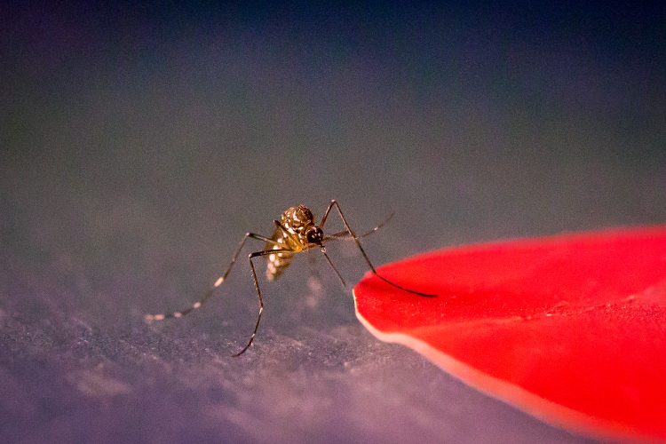 Mosquitoes