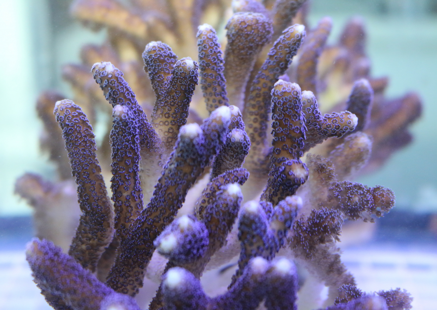 Stylophora pistillata